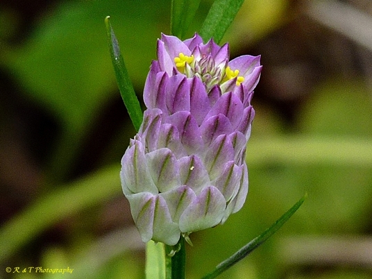 {Polygala sanguinea}